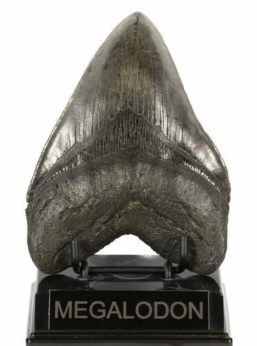 Large, Fossil Megalodon Tooth - South Carolina #51010